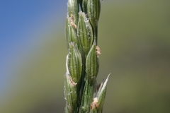 Digitaria henryi