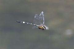 Hemicordulia superba