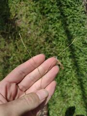 Digitaria radicosa