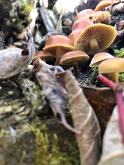 Flammulina velutipes