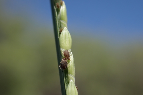 Urochloa subquadripara iNat (3)