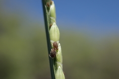 Urochloa distachya
