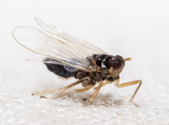 Pissonotus piceus