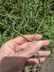 Paspalum vaginatum