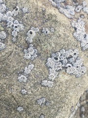 Hexanauplia