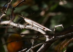 Leptysma marginicollis