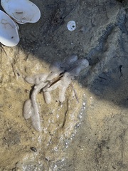 Aplidium stellatum