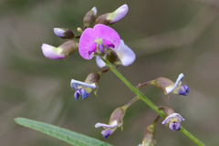 Glycine clandestina