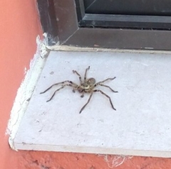 Polybetes pythagoricus