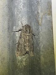 Acronicta hasta