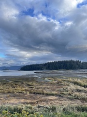 Haliaeetus leucocephalus washingtoniensis
