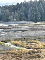 Haliaeetus leucocephalus washingtoniensis