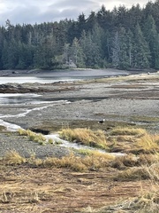 Haliaeetus leucocephalus washingtoniensis
