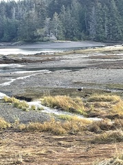 Haliaeetus leucocephalus washingtoniensis