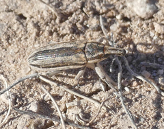 Scaphomorphus