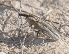 Scaphomorphus