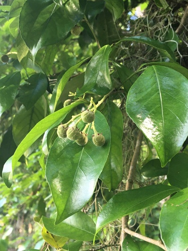 Rinorea bahiensis · iNaturalist