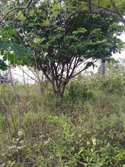 Libidibia sclerocarpa