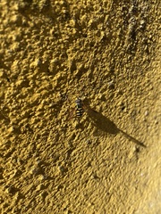 Chrysotoxum intermedium