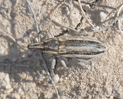 Scaphomorphus