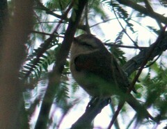 Cranioleuca pyrrhophia