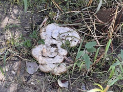 Pseudoinonotus dryadeus