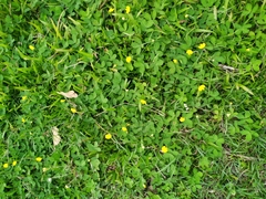 Arachis pintoi