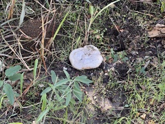 Pseudoinonotus dryadeus