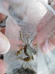 Pinnotherelia laevigata