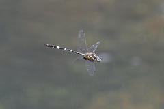 Hemicordulia superba