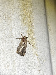 Elaphria chalcedonia