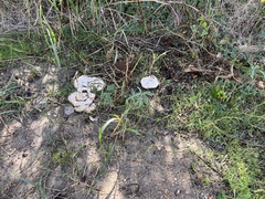 Pseudoinonotus dryadeus