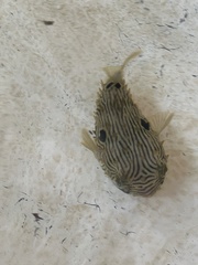 Chilomycterus schoepfii