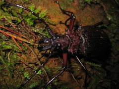Psalidognathus modestus