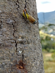 Perixerus