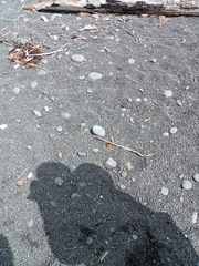 Charadrius bicinctus bicinctus