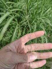 Eragrostis tenuifolia