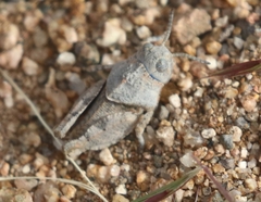 Hippiscini