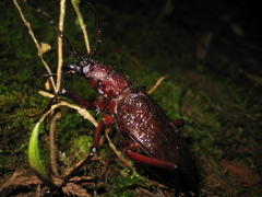 Psalidognathus modestus