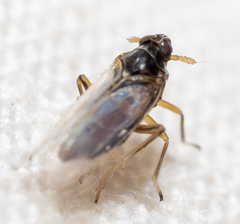 Pissonotus piceus