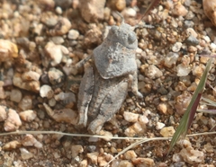 Hippiscini