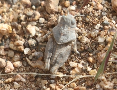 Hippiscini