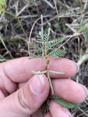 Desmanthus acuminatus