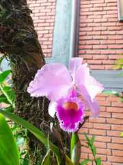 Cattleya