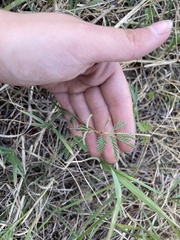 Desmanthus acuminatus