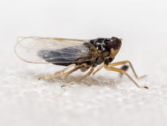 Pissonotus piceus
