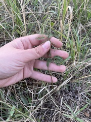 Desmanthus acuminatus