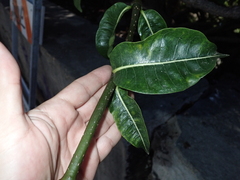 Cryptostegia madagascariensis