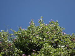 Cryptostegia madagascariensis