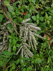 Mimosa tenuiflora